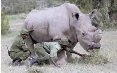  ?? — Reuters ?? Wardens assist the last surviving male northern white rhino named ‘Sudan’ as it grazes at the Ol Pejeta Conservanc­y in Laikipia national park, Kenya.