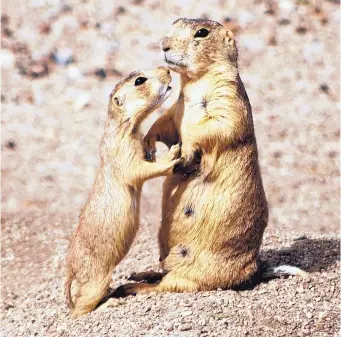  ?? COURTESY OF PRAIRIE DOG PALS/SHARYN DAVIDSON ?? Prairie dogs are avid communicat­ors with barks and yips for about 200 words. A group was recently relocated to Sevilleta National Wildlife Refuge.
