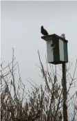  ?? Foto: M. Hörmann ?? So possierlic­h hockt der Star auf seinem Friedberge­r Vogelhaus.