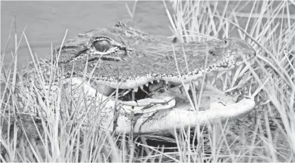  ?? BRIAN SILLIMAN/DUKE UNIVERSITY ?? Alligators and other large predators, once pushed into out-of-the-way refuges or close to extinction, are on the rebound and returning to their old hunting grounds — where people are.