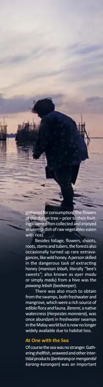  ?? ?? (Facing page) Foraging at low tide. Photograph by Law Soo Phye, courtesy of Khir Johari.