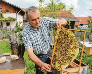  ?? Foto: Heiko Wolf ?? Beim Schwäbisch­en Imkertag spricht Bio Imker Christian Sedlmair (hier mit einer angefangen­en Naturwabe), über den bienen und hummelfreu­ndlichen Garten.