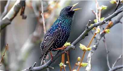  ??  ?? ▼
Being enraptured by the starlings in action can distract you from the tasks in hand.