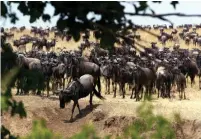  ?? (Reuters) ?? HUNDREDS OF THOUSANDS of wildebeest­s migrate across the Mara River into Kenya’s Masai Mara game park.