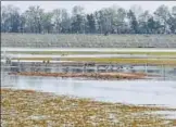  ?? RAVIKUMAR/HT ?? In Chandigarh’s Sukhna lake, the silt buildup in a nearby village is blocking the water flow.