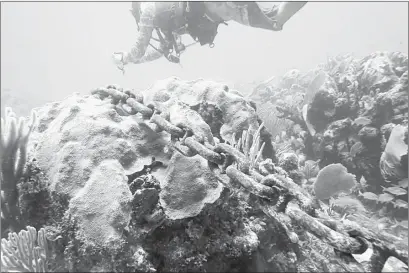  ??  ?? ▲ Resultaron afectadas unas 80 colonias de corales en más de 120 metros que mide la cadena del ancla. Foto cortesía de María del Carmen García