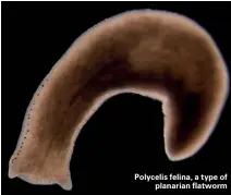  ??  ?? Polycelis felina, a type of planarian flatworm