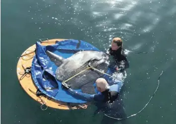  ?? MARYKE MUSSON Two Oceans Aquarium ?? TWO Oceans Aquarium technical specialist Vince Calder and curator of exhibits Claire Taylor release the large ocean sunfish rescued after being trapped in the Robinson Dry Dock in the V&amp;A Waterfront at the weekend. |