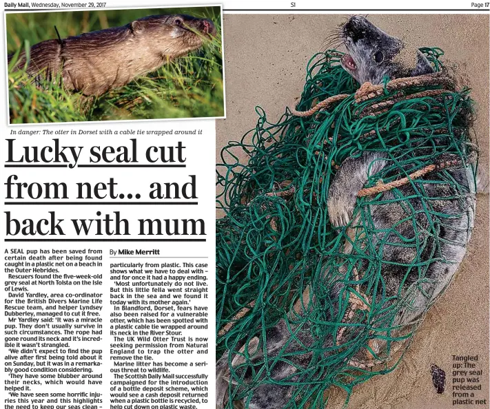  ??  ?? In danger: The otter in Dorset with a cable tie wrapped around it Tangled up: The grey seal pup was released from a plastic net