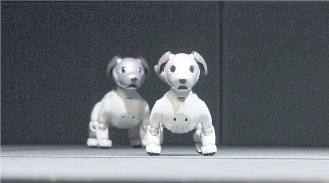  ??  ?? MAN BUYS DOG: Sony Corp’s new robotic dogs walk on stage during a news conference in Tokyo. The AI-enabled canine has digital displays for the eyes and can connect to mobile networks.