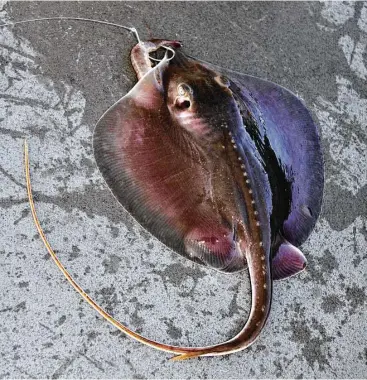  ?? Shannon Tompkins / Houston Chronicle ?? The serrated barb atop the whip-like tail of Atlantic stingrays delivers a painful and potentiall­y damaging toxin, something scores of Texans who spend time in coastal waters lamentably learn each summer.