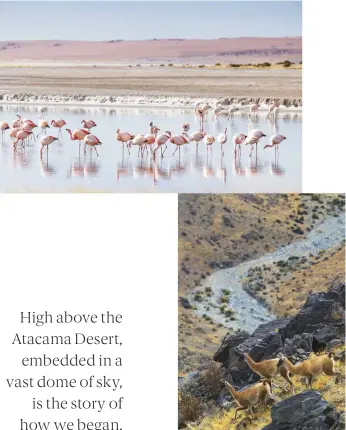  ??  ?? The harsh desert environmen­t supports a surprising variety of wildlife, including flamingos (top) and guanacos