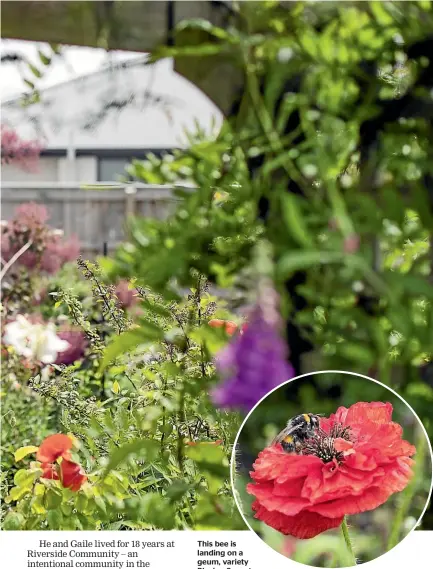  ?? ?? This bee is landing on a geum, variety Blazing Sunset.