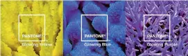  ??  ?? Pantone, Adobe and The Oceans Agency together captured the exact colours of coral fluorescen­ce and named them Glowing Yellow, Glowing Blue and Glowing Purple