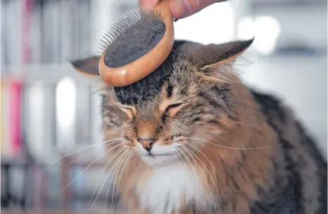  ?? FOTO: DPA ?? Eine besondere Massage ist es für Katzen, wenn sie mit einer Naturhaarb­ürste gekämmt werden.