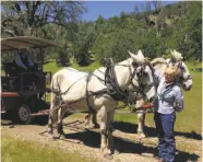  ?? Courtesy Eleven Roses Ranch ?? Anne Garner takes visitors on tours of her Eleven Roses Ranch on a wagon pulled by Percheron mules.