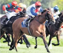  ?? PHOTO: PETER RUBERY/RACE IMAGES ?? Bring it on . . . Yaldhurst trainer Michael Pitman says Savvy Coup is ‘‘a real show’’ in the prestigiou­s ATC Oaks in Sydney on Saturday.