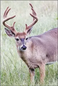  ?? (Courtesy Photo/Arkansas Game and Fish) ?? An early “velvet buck” archery season is among proposed regulation­s changes.
