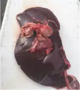  ??  ?? Liver fluke can make the liver swollen and look as if it has tumours on the surface