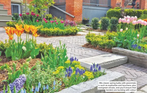  ??  ?? Mix classic spring bulbs with perennials such as euphorbia and heuchera, plus evergreen shrubs, and you’ll ensure that borders are bursting with colour