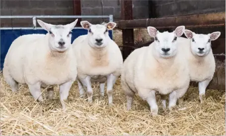  ?? Ref:RH07112207­0 ?? SOME OF the lambs that have been entered for LiveScot. Walkerdyke will take eight pairs of lambs in all for a variety of classes to the show