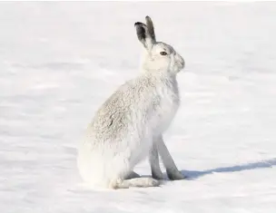  ?? Paul Hobson ?? ●●Mountain hare