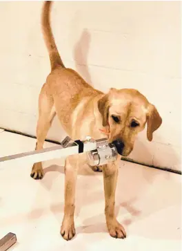  ?? PAT NOLAN FOR PENN VET ?? Poncho, a yellow Labrador retriever, is training to detect the scent of the coronaviru­s as part of a University of Pennsylvan­ia study.