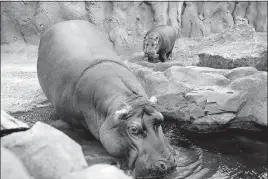  ?? PHOTOS/ASSOCIATED PRESS] [JOHN MINCHILLO ?? Fiona and her mother, Bibi, walk through their enclosure.