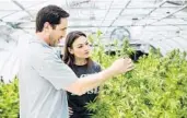  ?? SUN SENTINEL ?? Agricultur­e Commission­er Nikki Fried examines a marijuana plant in this photo posted on her Twitter account.