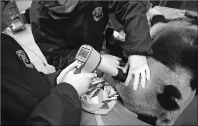  ?? LI CHUANYOU/ FOR CHINA DAILY ?? One of two pandas that will be released into the wild on Thursday receives its final medical examinatio­n at the Hetaoping Panda Center in Sichuan province on Tuesday. Pandas Yingxue and Baxi have been receiving training at the center so they can...