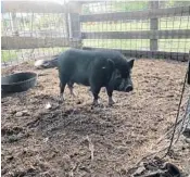  ?? JOSH DYKES/COURTESY ?? The pig chills out in in his new temporary home, a pen in Southwest Ranches.