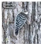  ??  ?? Japanese Pygmy Woodpecker