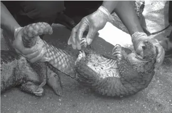  ?? AGENCE FRANCE PRESSE ?? Indonesian officers examine a pangolin after a recent raid in Pekanbaru, Riau province.