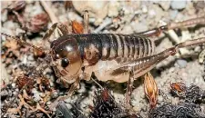  ??  ?? Dairy farming in the Mackenzie is threatenin­g the survival of a local weta.