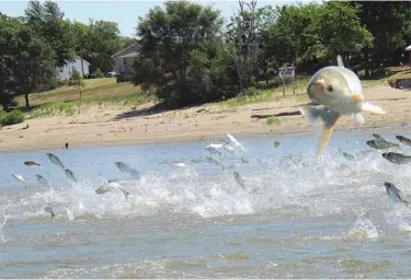  ?? Associated Press ?? Asian carp, jolted by an electric current from a research boat, jump on June 13, 2012, from the Illinois River near Havana, Ill. New, creative but more high-tech methods may finally be turning the tide in the fight against invasive species. Non-native...