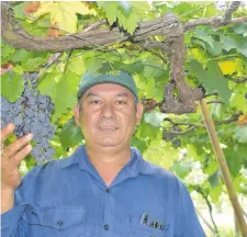  ??  ?? La sandía cuadrada se ofrecerá en la Expo como una de las novedades en el rubro.
El productor Cirilo Acuña muestra un racimo de uvas; entre sus variedades tiene negras y blancas.