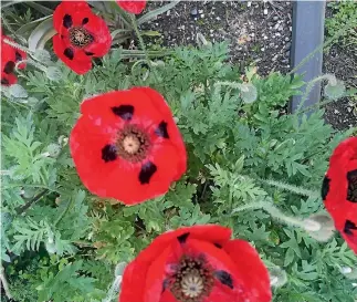  ?? RACHEL OLDHAM/STUFF ?? Flanders poppies sown on or around Anzac Day will flower by Remembranc­e Day on November 11.