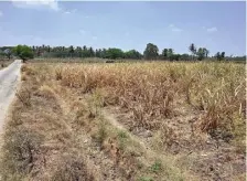  ?? BHAGYA PRAKASH K. ?? Sugarcane crop lost due to drought in Mandya district, and (right) a rice mill that is barely functional as arrivals are down to a trickle following a decline in crop production.