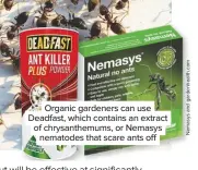  ??  ?? Organic gardeners can use Deadfast, which contains an extract of chrysanthe­mums, or Nemasys nematodes that scare ants off