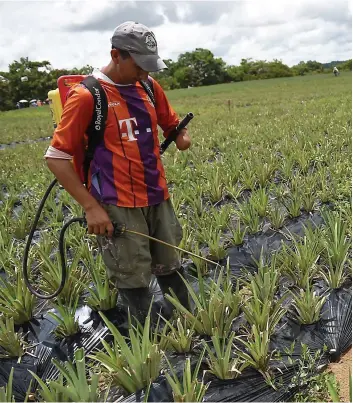  ?? PHOTO AFP ?? Félix Salcedo, qui a perdu son bras alors qu’il était combattant au sein des FARC, arrose des plants d’ananas de pesticide dans le village de La Montañita.