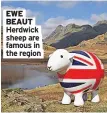  ??  ?? EWE BEAUT Herdwick sheep are famous in the region