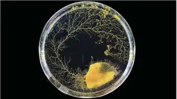  ??  ?? Tomorrow the world? Slime mould Physarum polycephal­um growing in a petri dish.