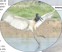  ??  ?? Las lluvias cayeron con antelación. Las precipitac­iones ayudan a sortear la prolongada sequía. Intensas precipitac­iones en los últimos días permitiero­n llenar de agua los tajamares, para alivio de la fauna.