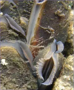  ??  ?? The Freshwater Pearl Mussel is threatened with extinction in Ireland due to poor water quality.