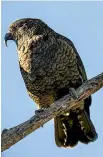  ?? BRADEN FASTIER/STUFF ?? The kea: Nowhere to be seen at the Otira Viaduct lookout, despite the signs warning travellers not to feed them.