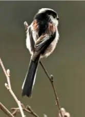  ??  ?? The Long-tailed tit has a plumage of dark markings against creamywhit­e and flesh pink. Its shape resembles a lolly on a stick.