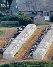  ??  ?? No room to roam: Calves kept in solitary pens