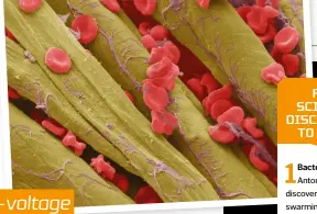  ??  ?? Electron microscope­s can’t take coloured photograph­s but they can be coloured artificial­ly, like this image of red blood cells