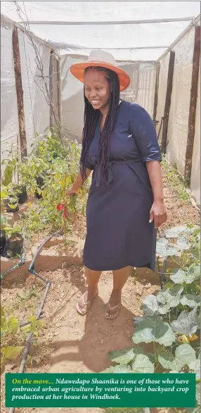  ??  ?? On the move... Ndawedapo Shaanika is one of those who have embraced urban agricultur­e by venturing into backyard crop production at her house in Windhoek.