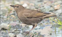  ?? BRUCE MACTAVISH PHOTO ?? This uniform light-brown bird is a common Newfoundla­nd species, but people often do not recognize it.